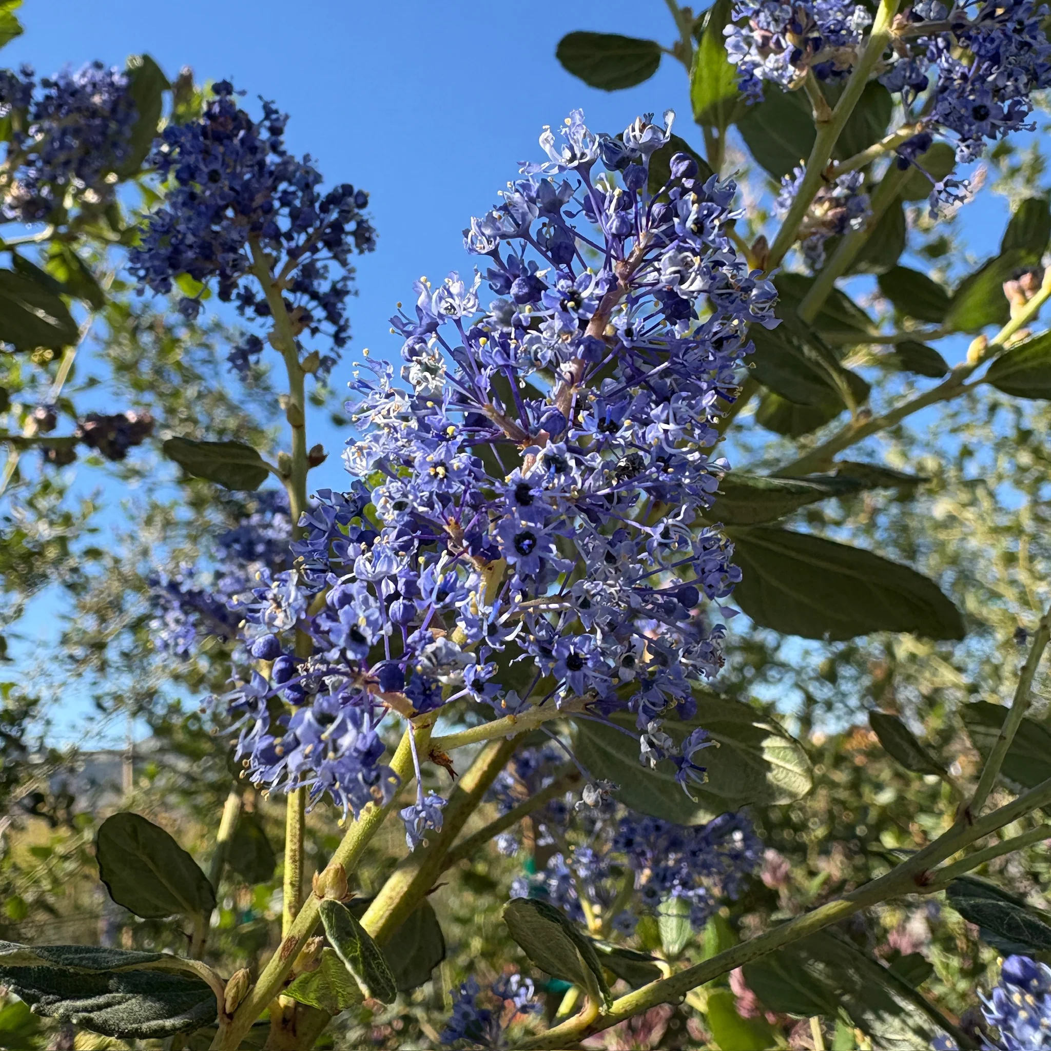 Ray Hartman California Lilac - Image 2