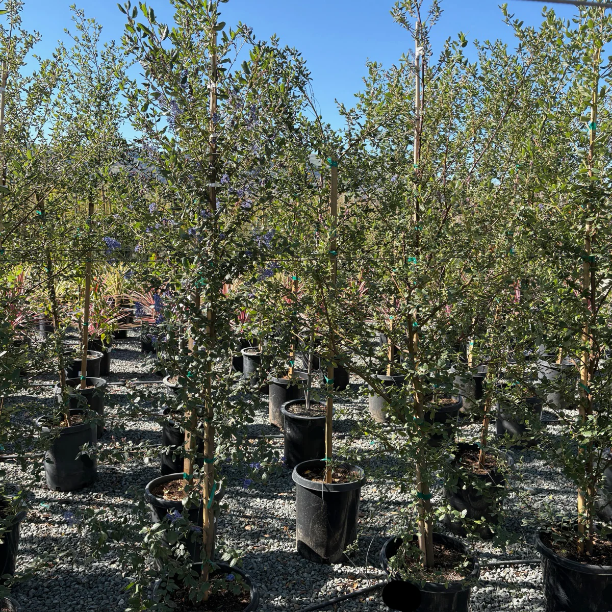 Ray Hartman California Lilac - Image 3