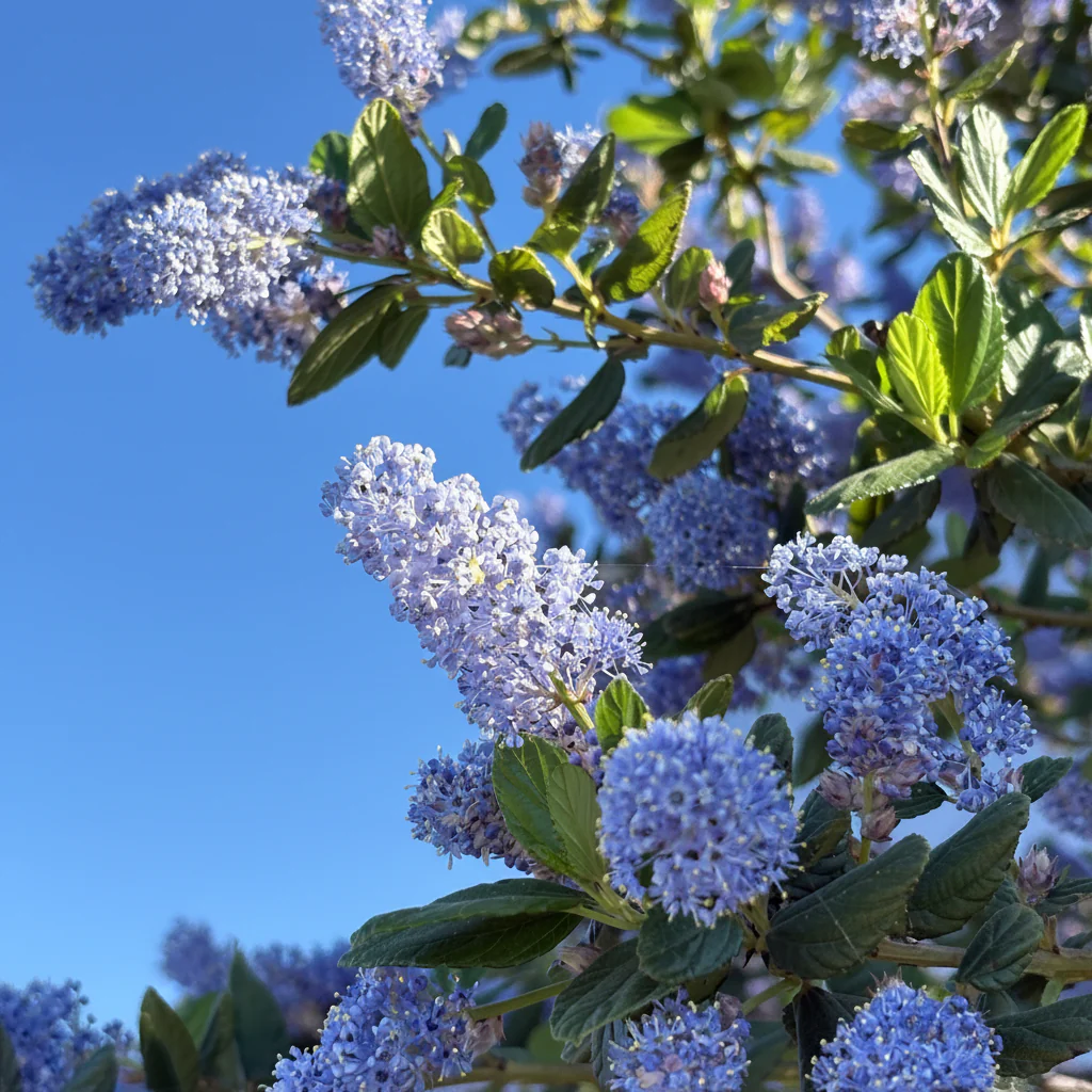 Ray Hartman California Lilac - Image 1
