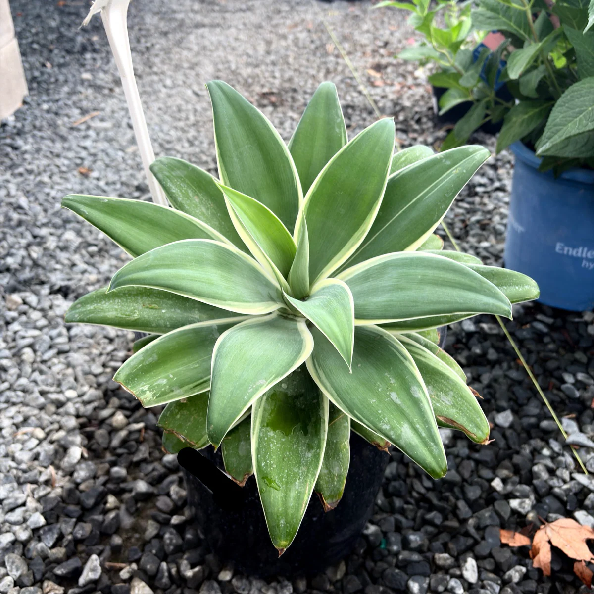 Ray Of Light Fox Tail Agave - Image 1
