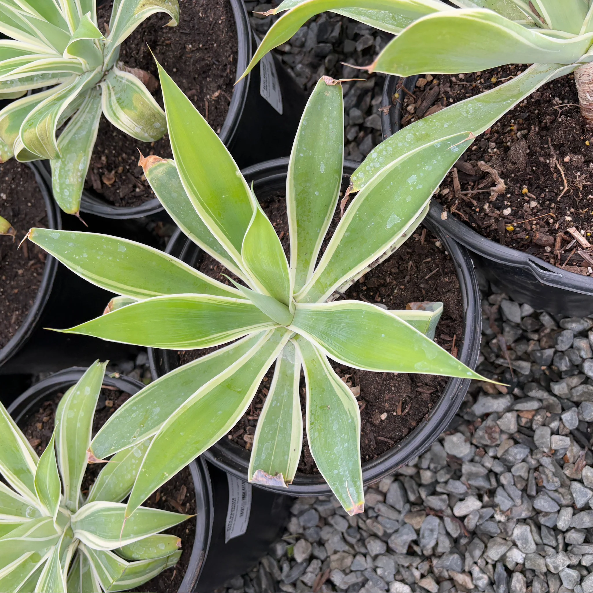 Ray Of Light Fox Tail Agave - Image 2