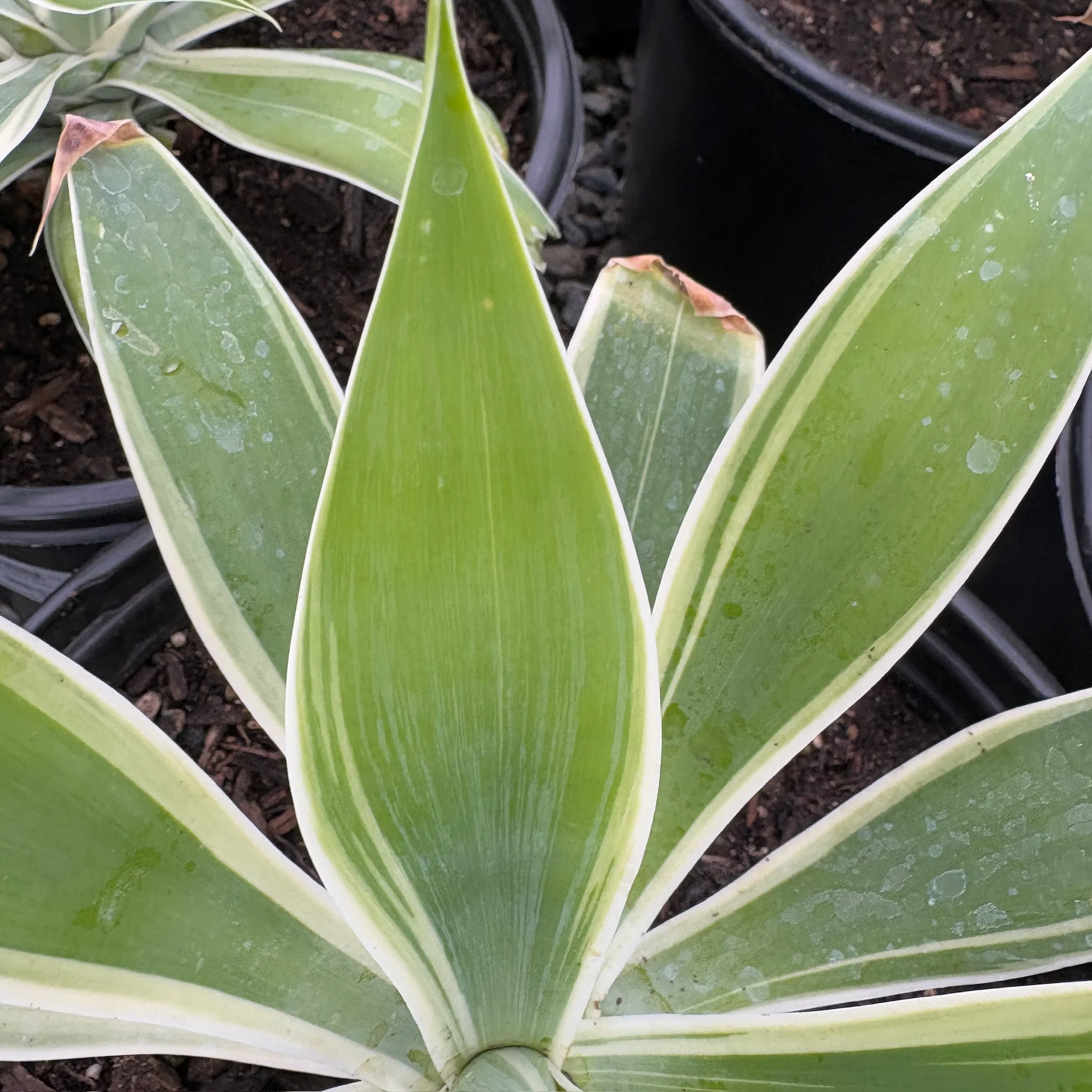 Ray Of Light Fox Tail Agave - Image 3