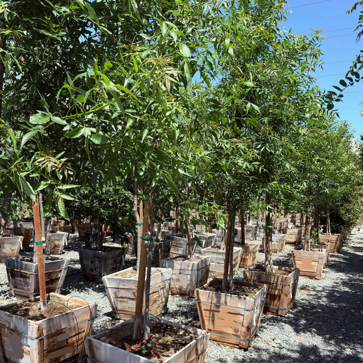 Raywood Ash - Image 1