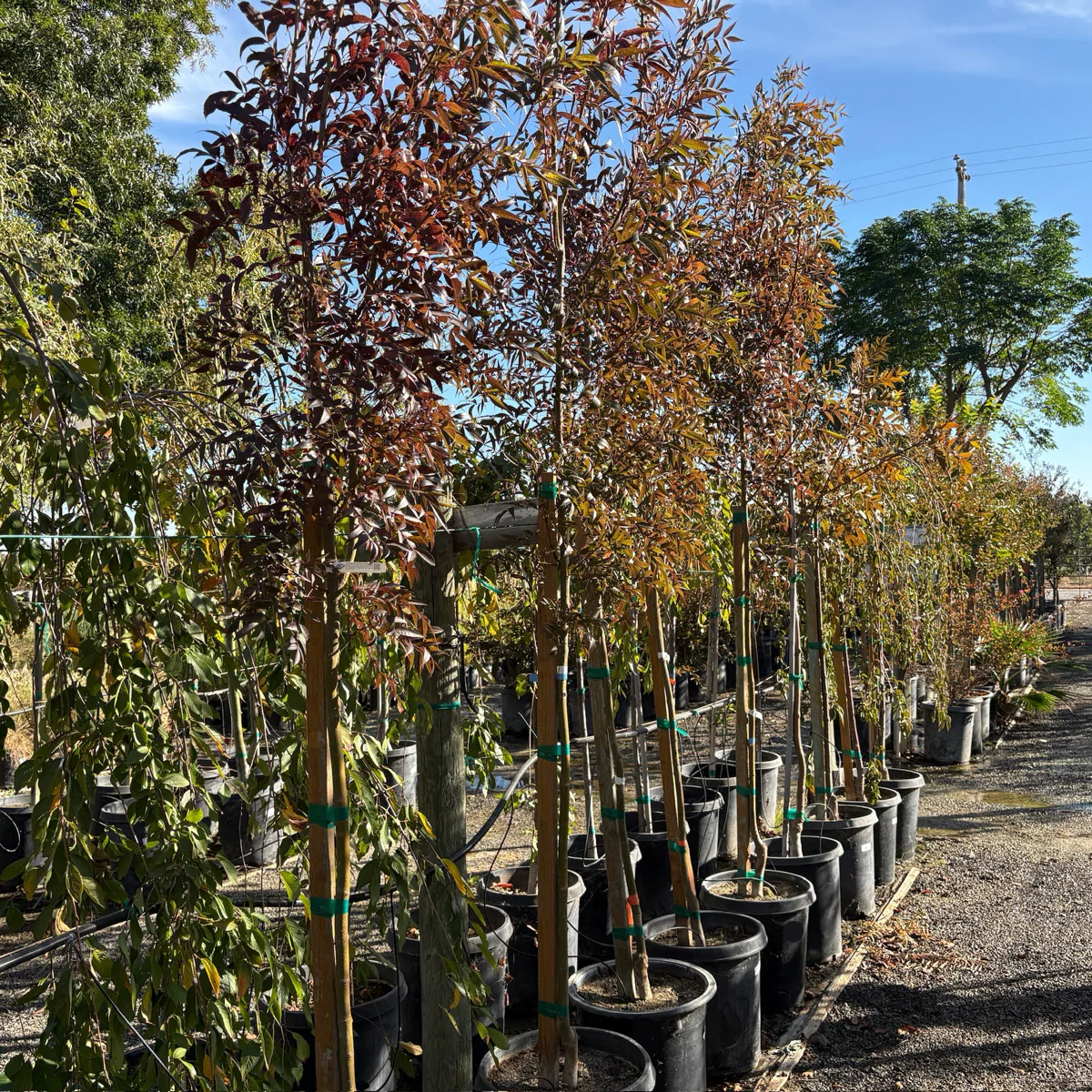 Raywood Ash - Image 2