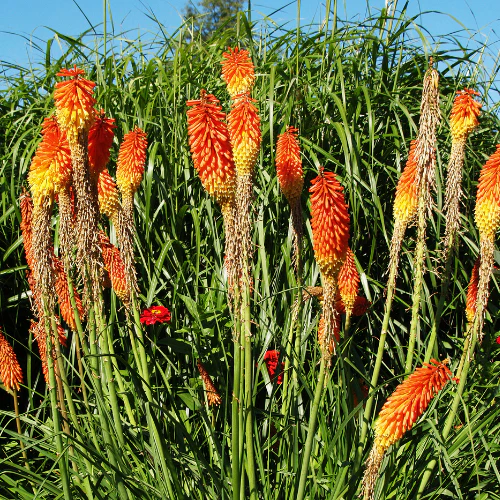 Red-Hot Poker - Image 1