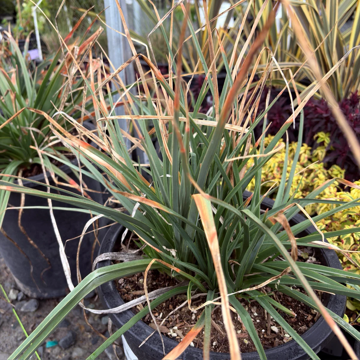 Red-Hot Poker - Image 2