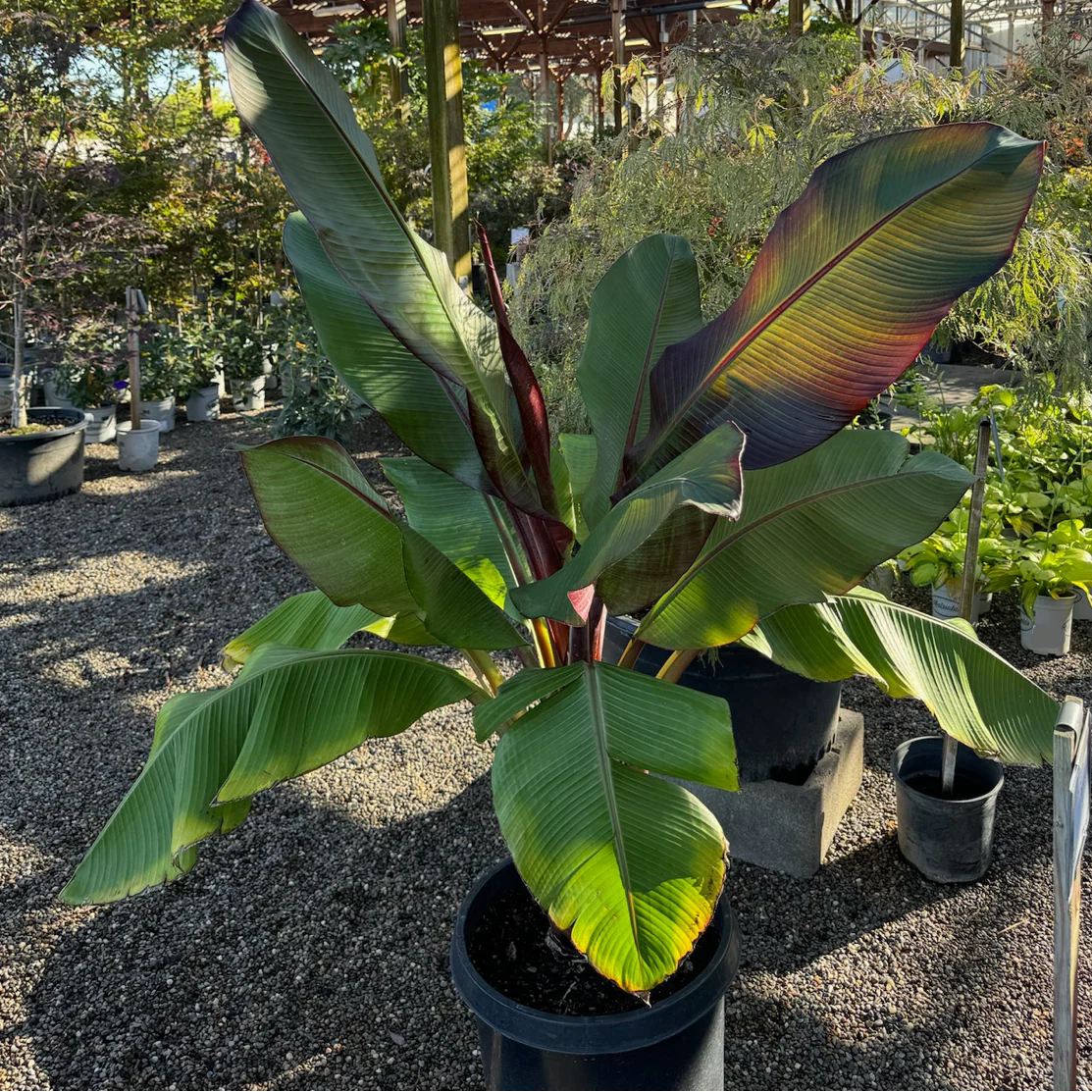 Red Abyssinian Banana - Image 2