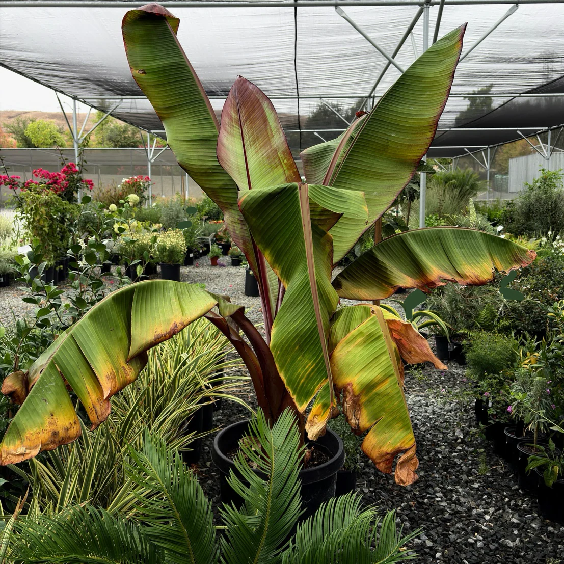 Red Abyssinian Banana - Image 1