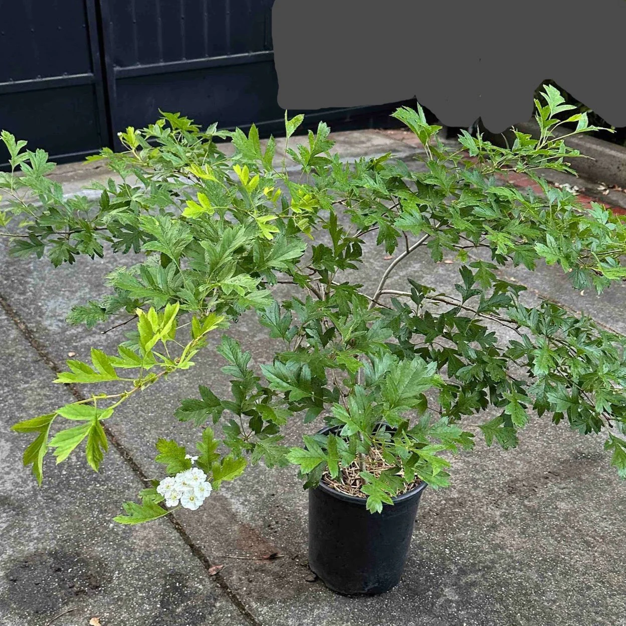 Red Azarole Hawthorn