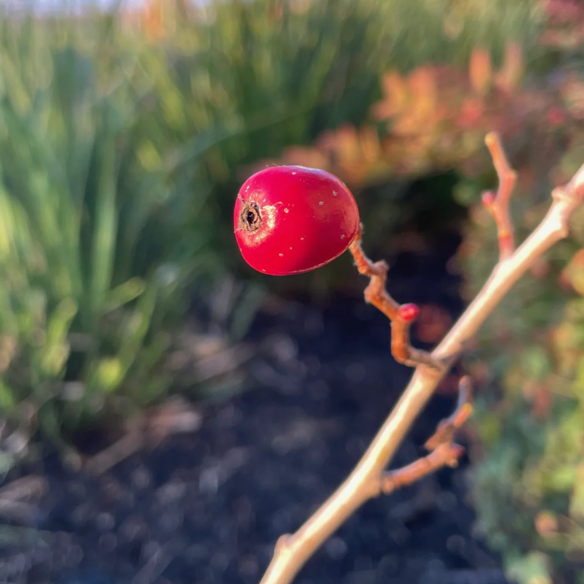 Red Azarole Hawthorn - Image 2