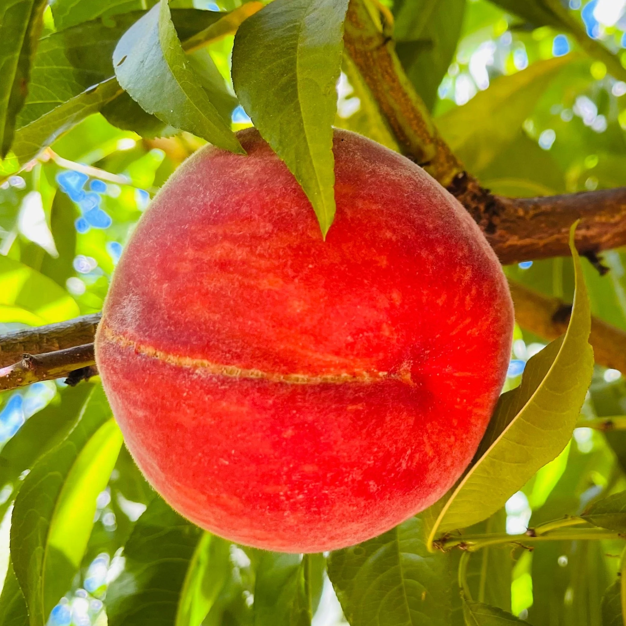 Red Baron Peach - Image 1