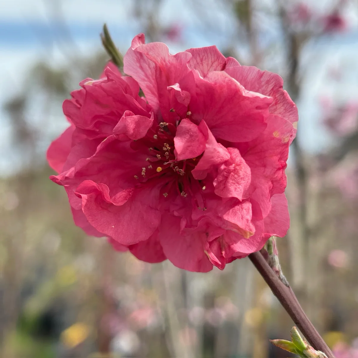 Red Baron Peach - Image 2