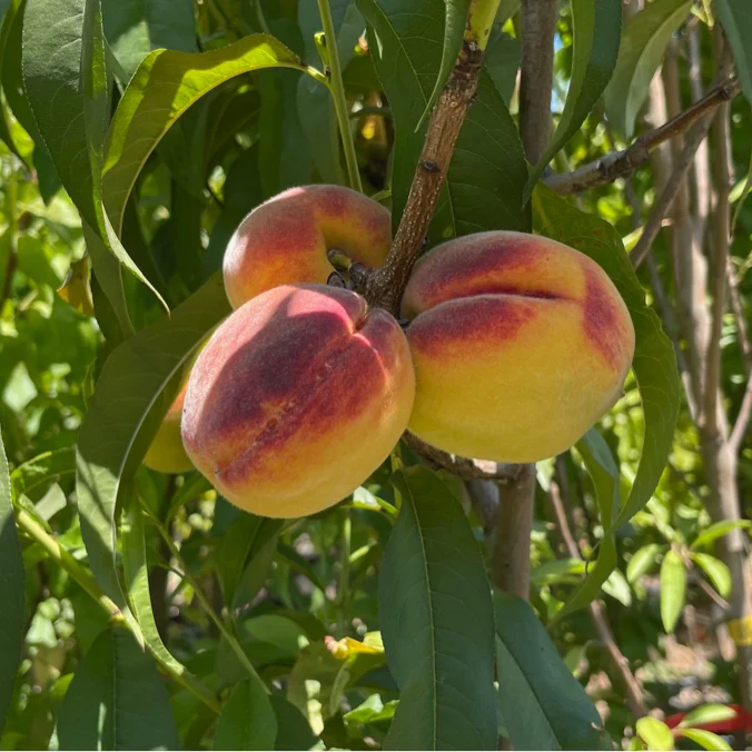 Red Baron Peach - Image 3