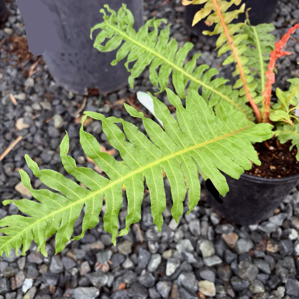 Red Dwarf Tree Fern - Image 2