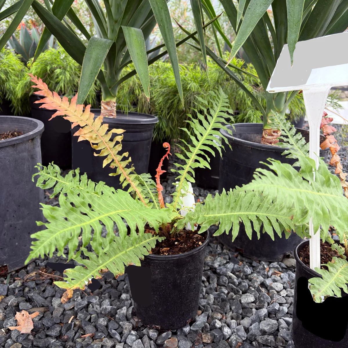 Red Dwarf Tree Fern - Image 3