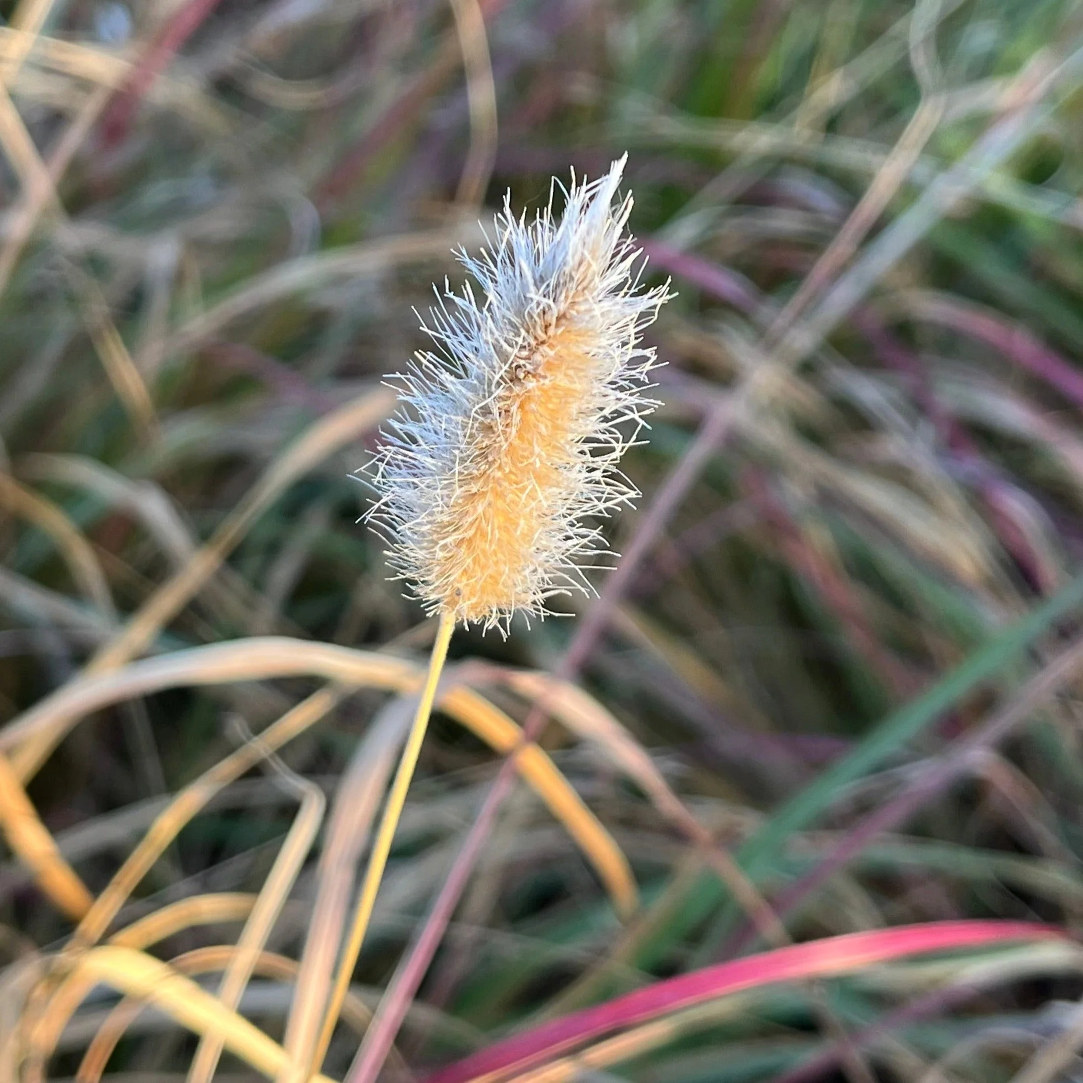 Red Bunny Tails Fountain Grass - Image 1
