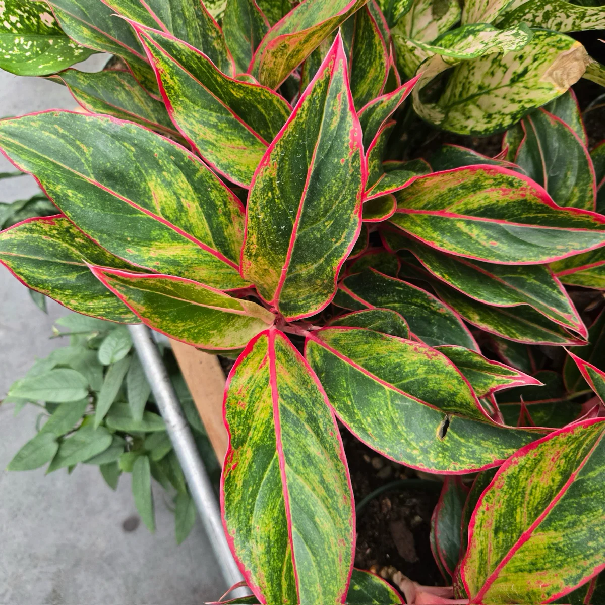 Red Chinese Evergreen
