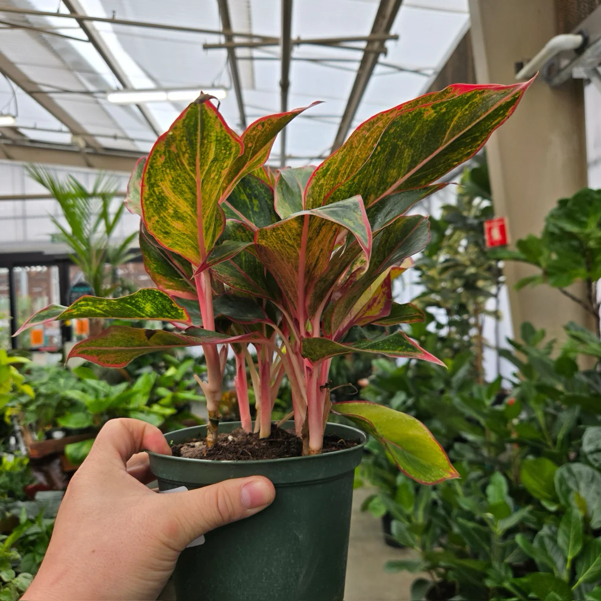 Red Chinese Evergreen - Image 2