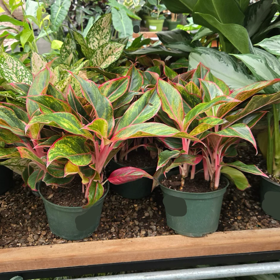 Red Chinese Evergreen - Image 3