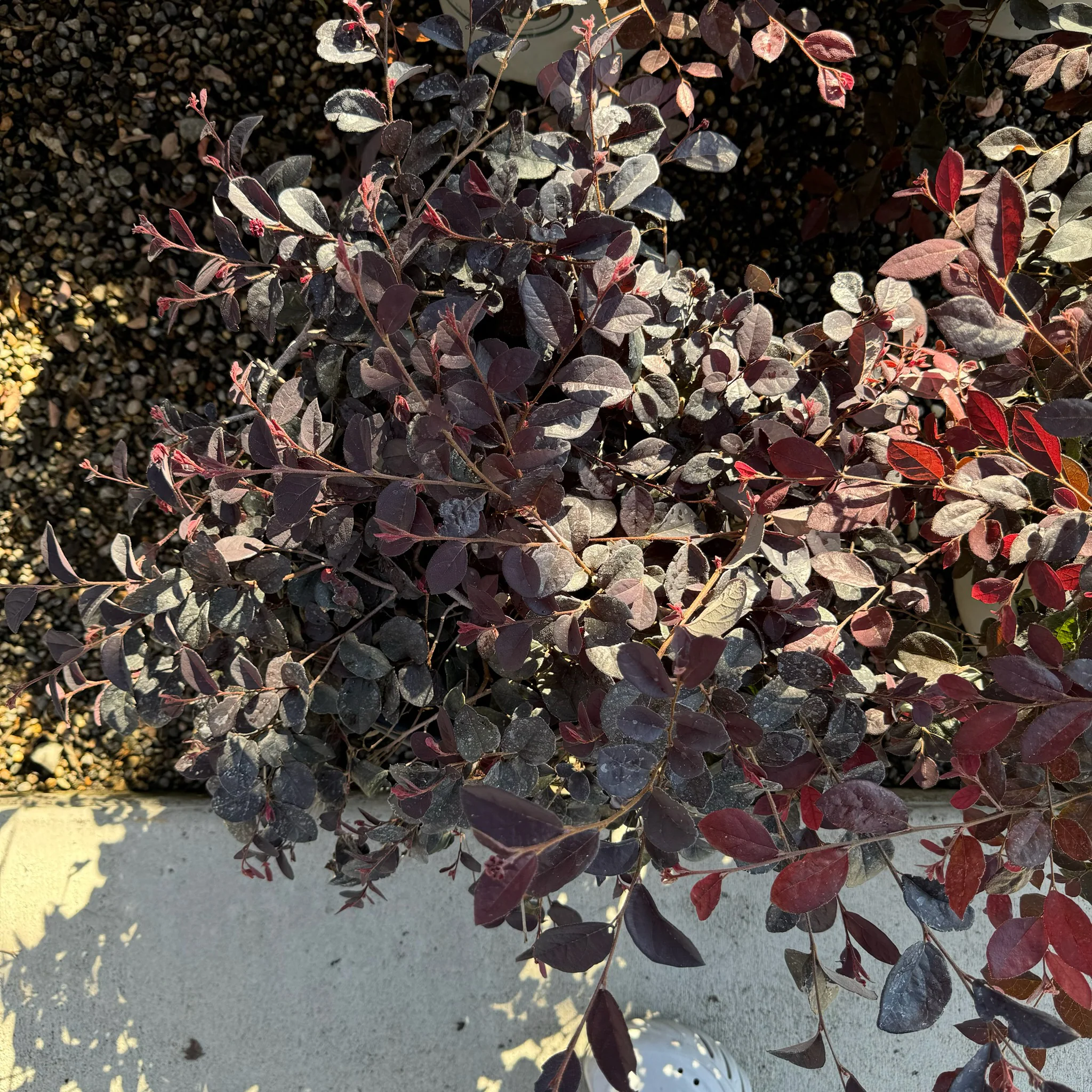 Red Chinese Fringe Flower - Image 1