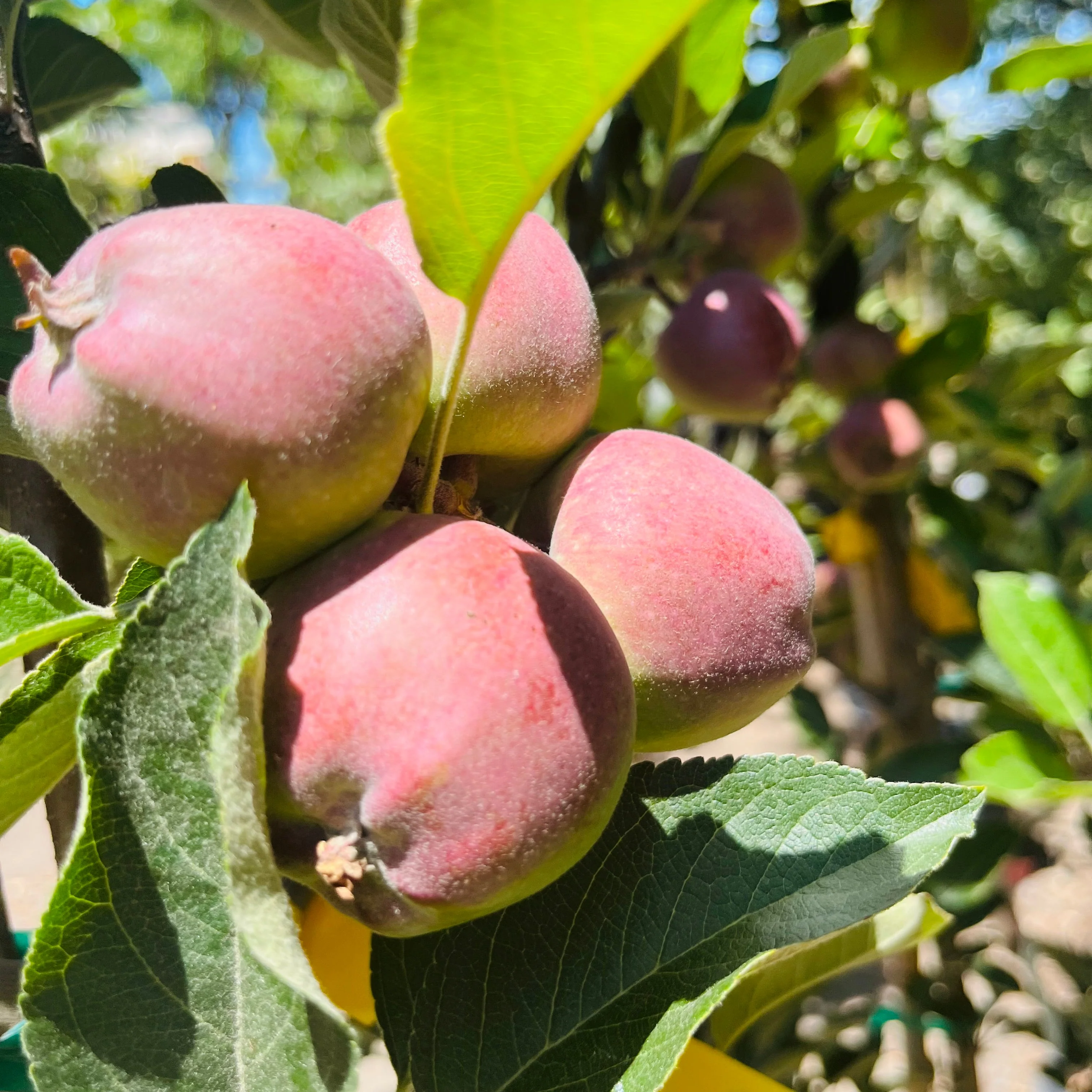 Red Delicious Apple Tree