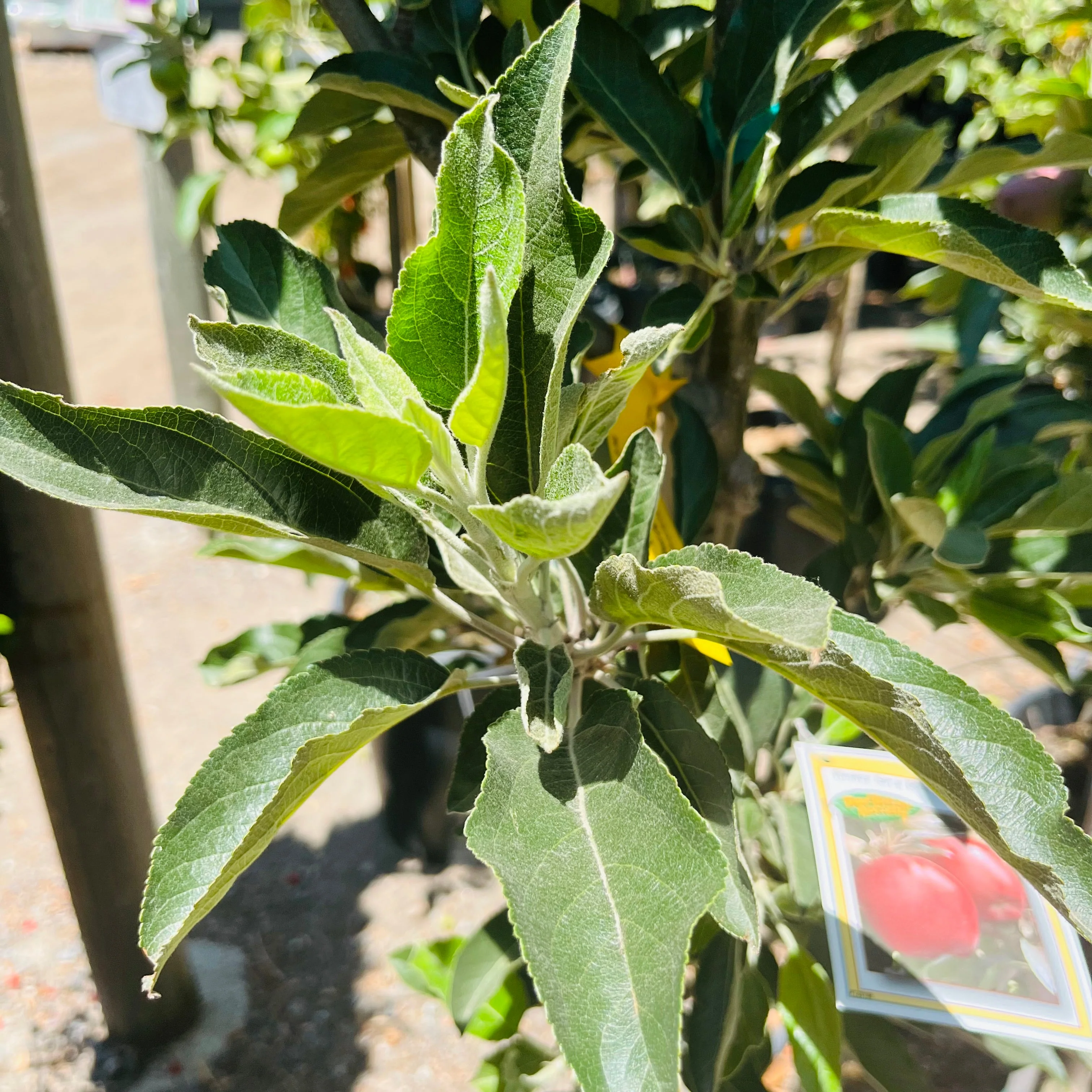 Red Delicious Apple Tree - Image 3