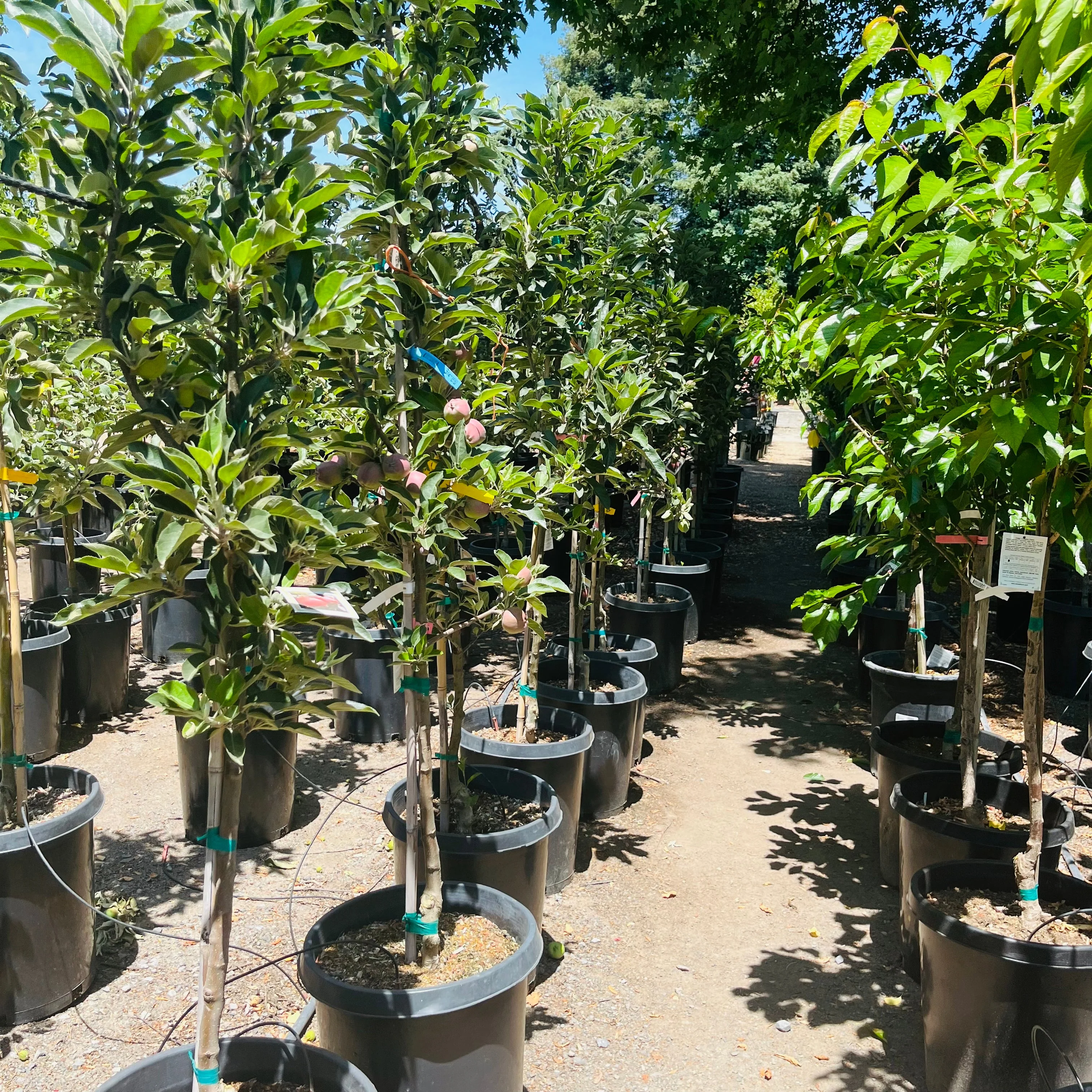 Red Delicious Apple Tree - Image 2