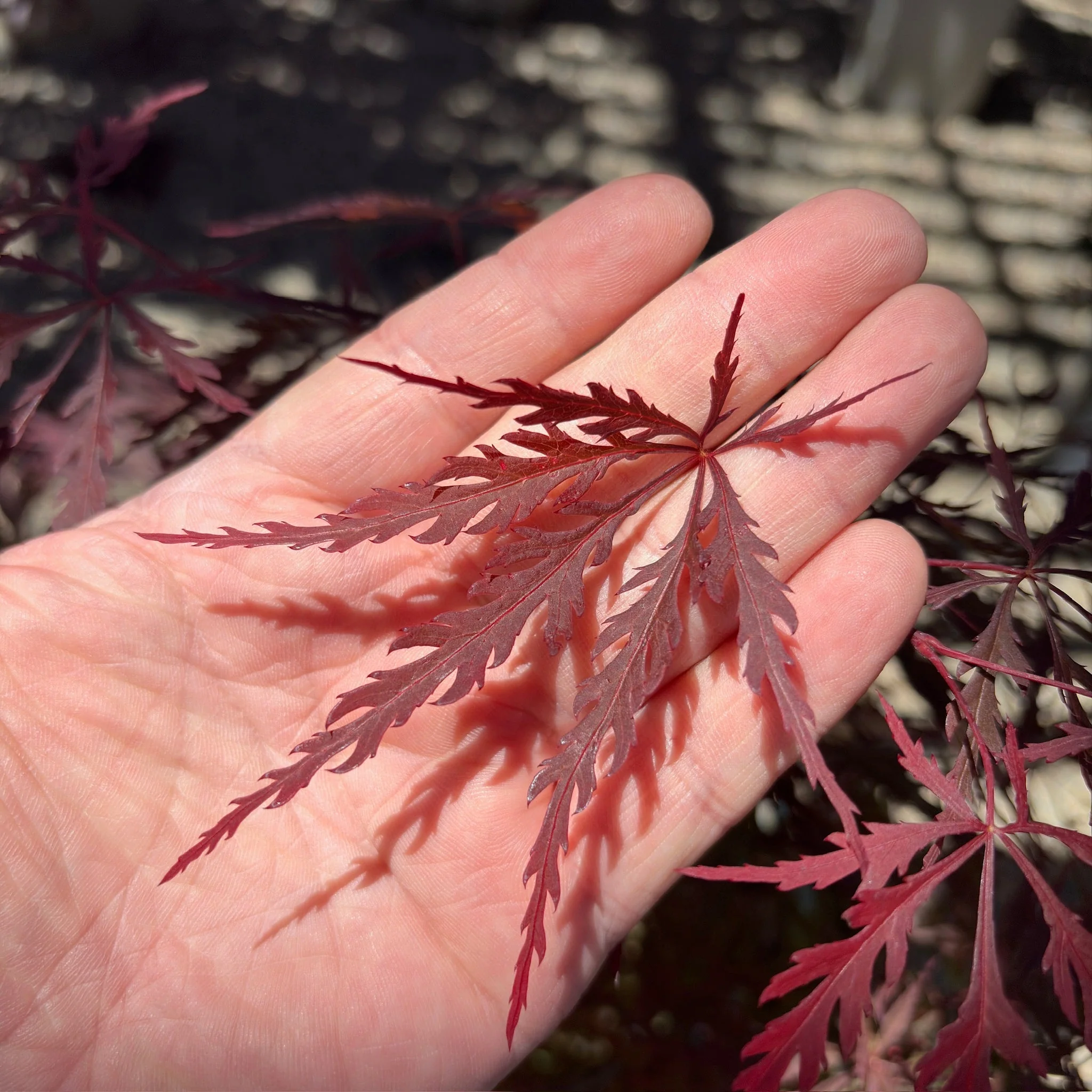 Red Dragon Laceleaf Japanese Maple - Image 1