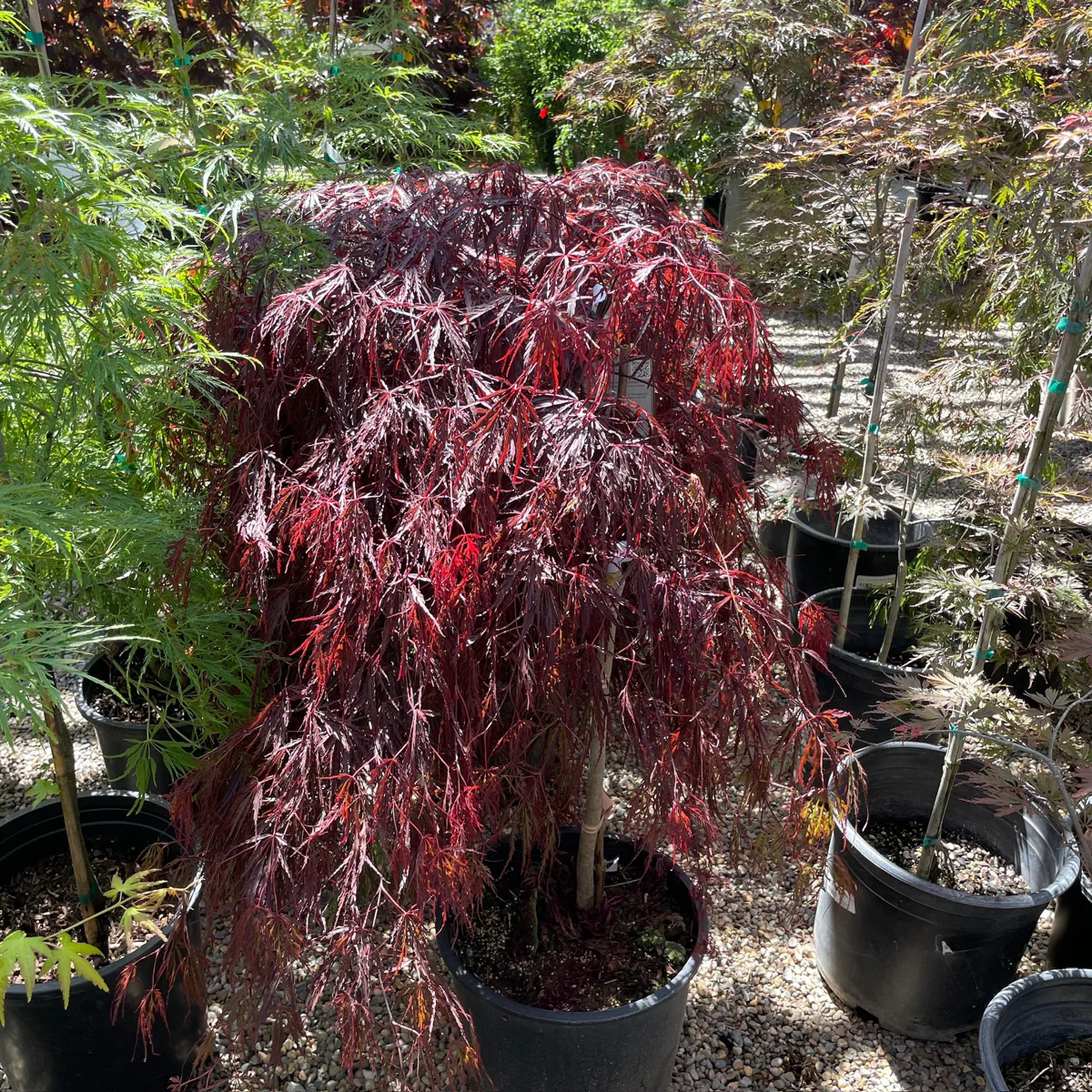Red Dragon Laceleaf Japanese Maple - Image 2