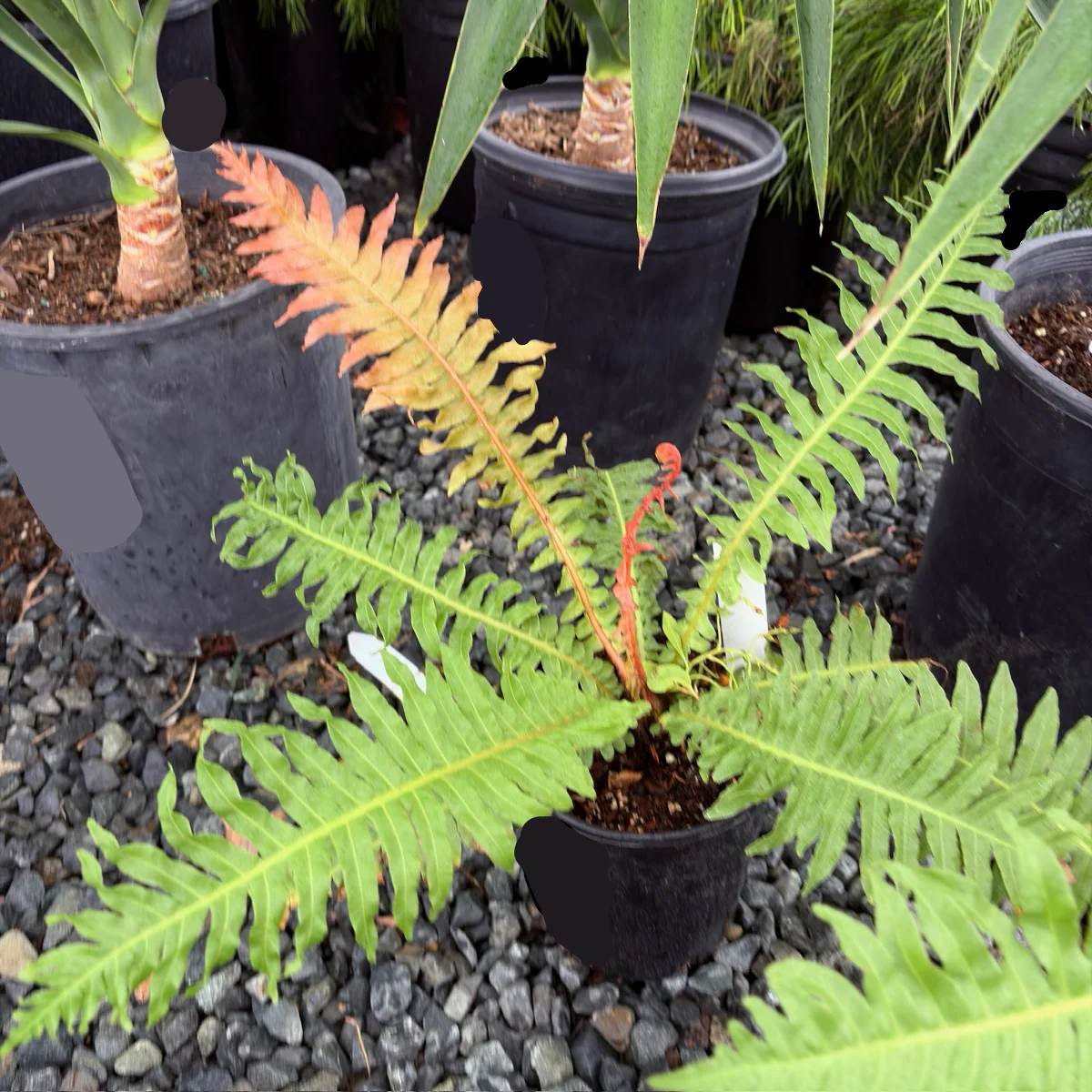 Red Dwarf Tree Fern - Image 1