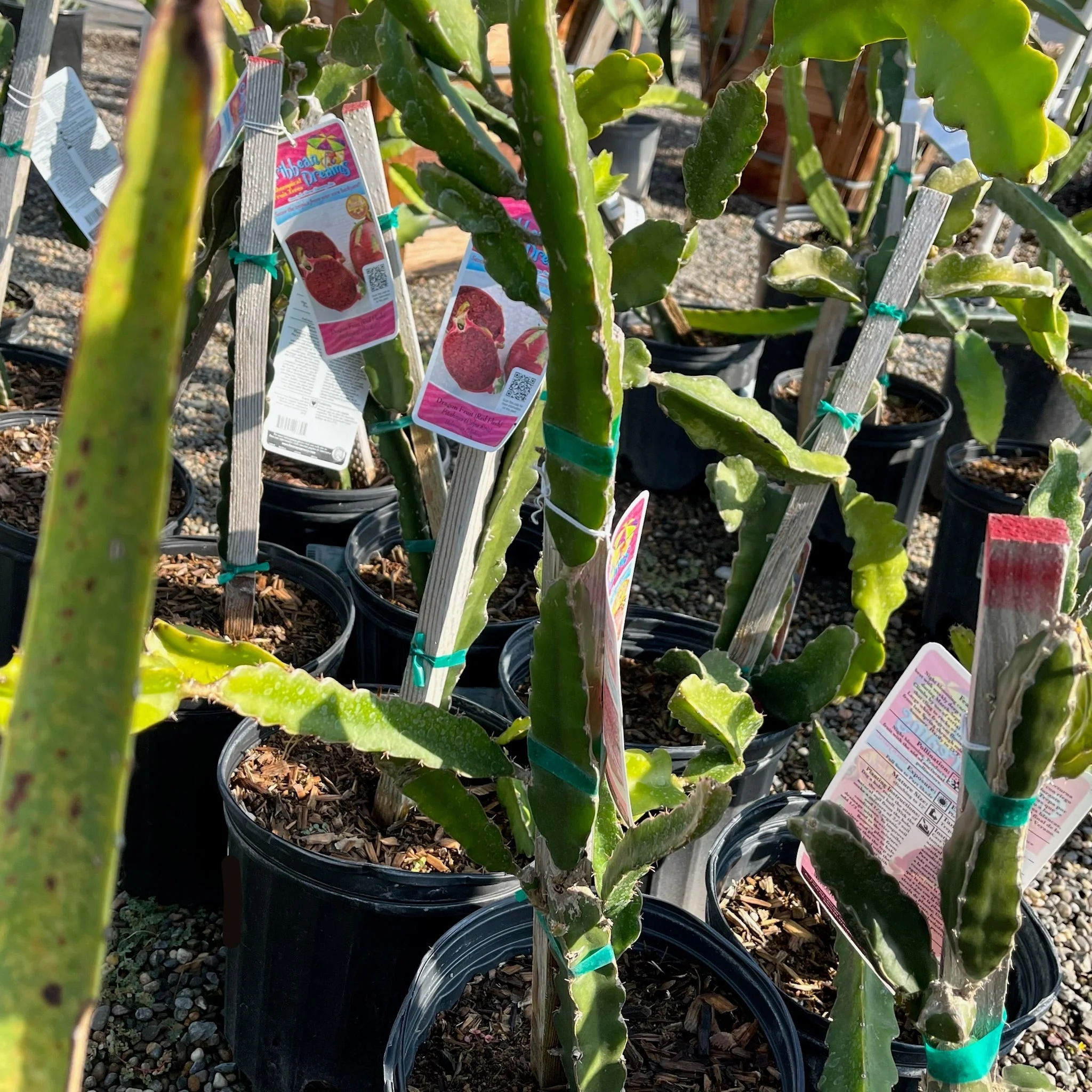 Red Flesh Dragon Fruit - Image 2
