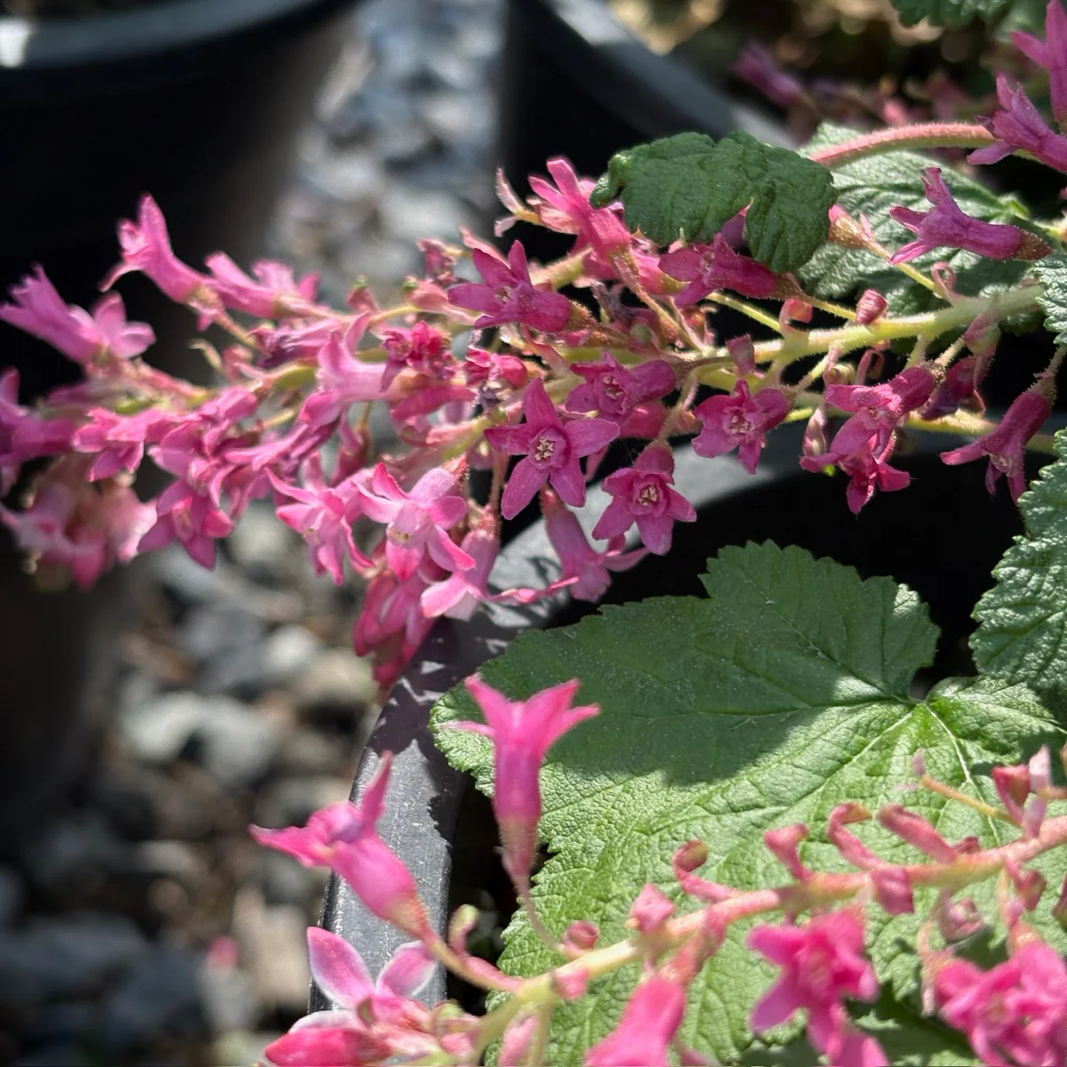 Red Flowering Currant - Image 2
