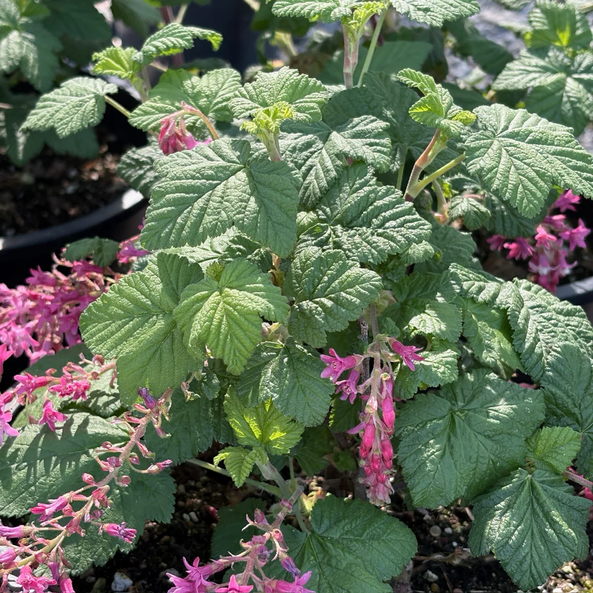 Red Flowering Currant - Image 3