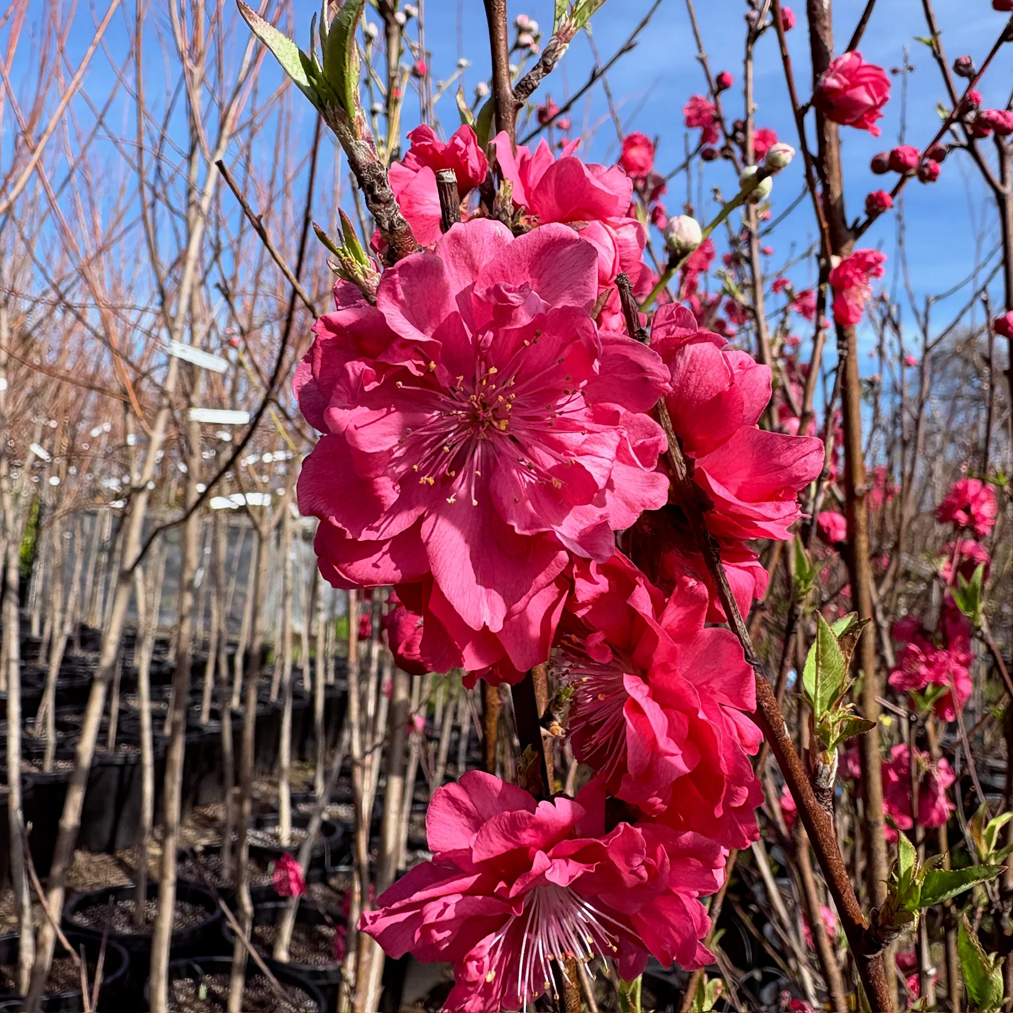 Red Flowering Preach - Image 1