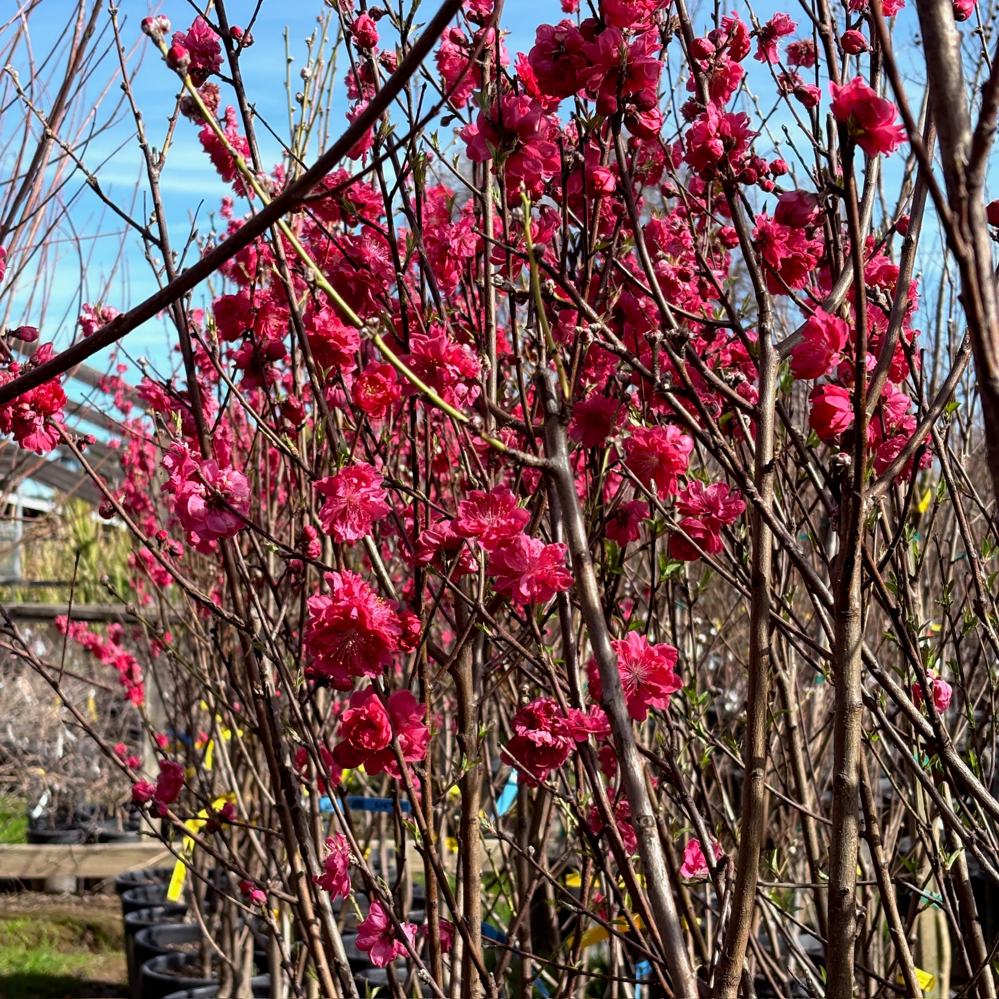 Red Flowering Preach - Image 2