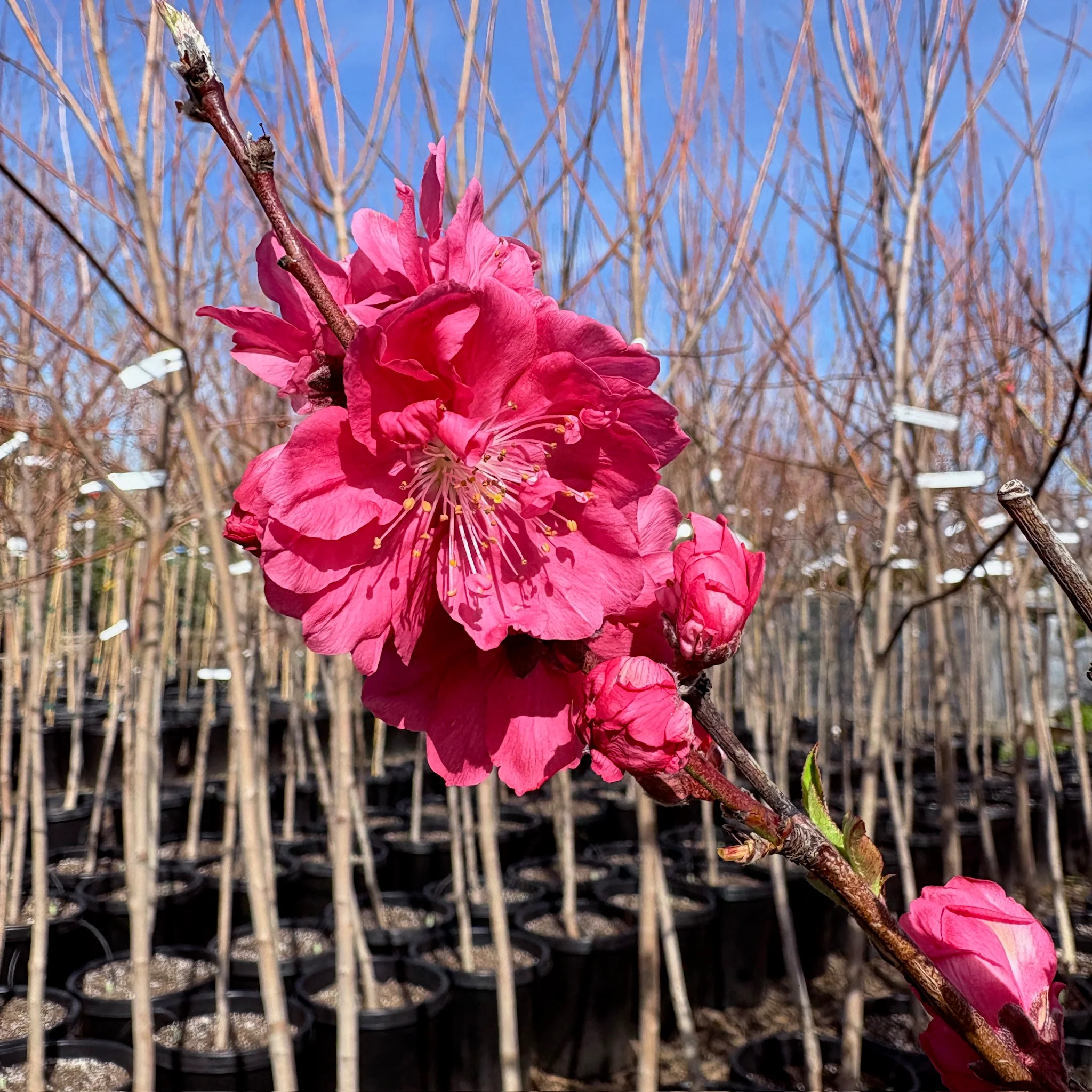 Red Flowering Preach - Image 3
