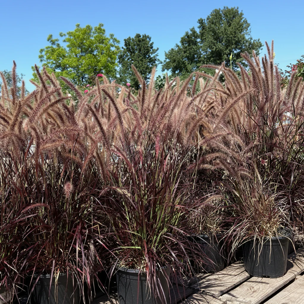 Red Fountain Grass - Image 1