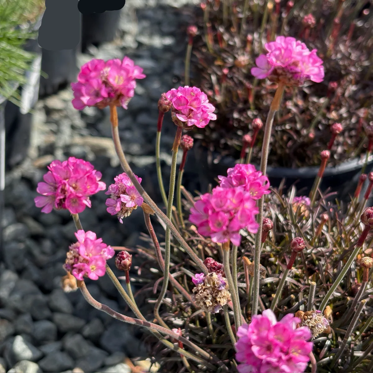 Red Leaf Thrift - Image 1