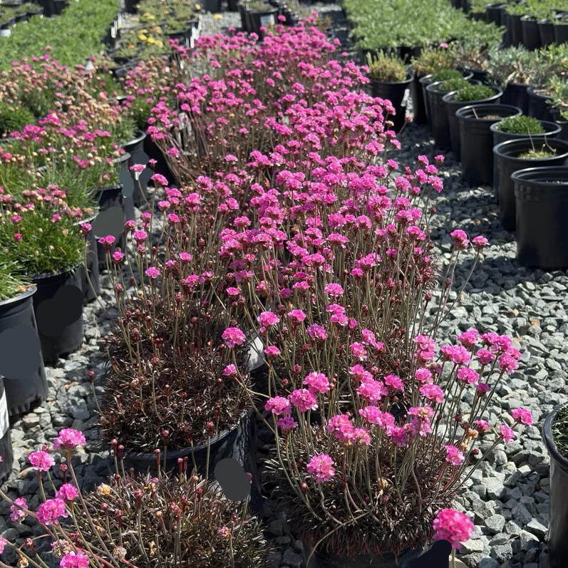 Red Leaf Thrift - Image 2