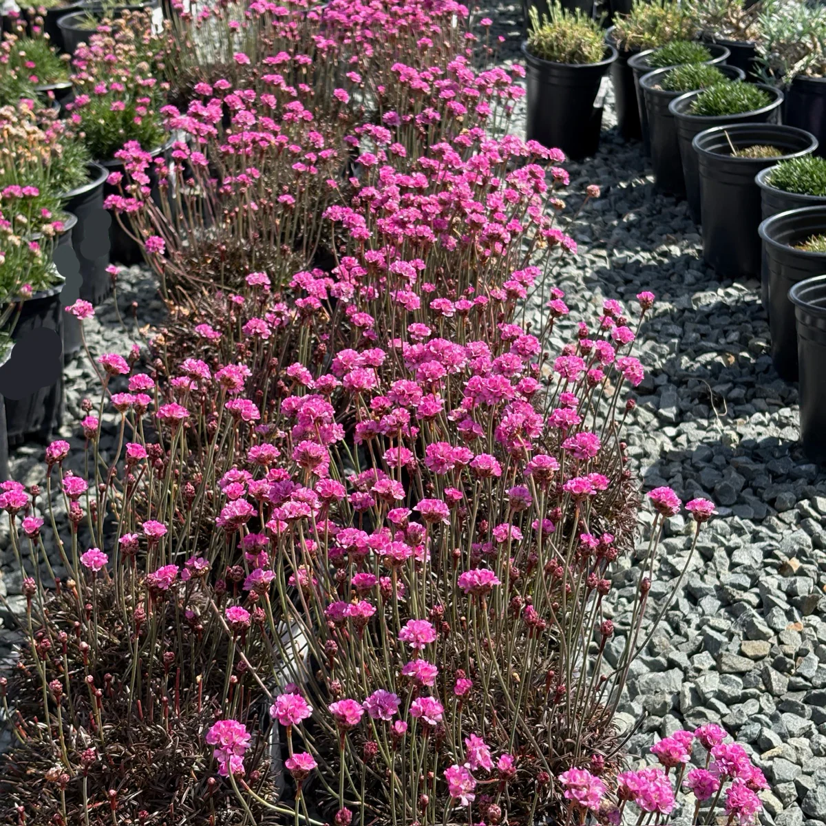 Red Leaf Thrift - Image 3