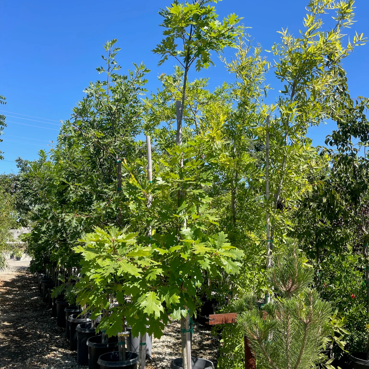 Red Oak - Image 2