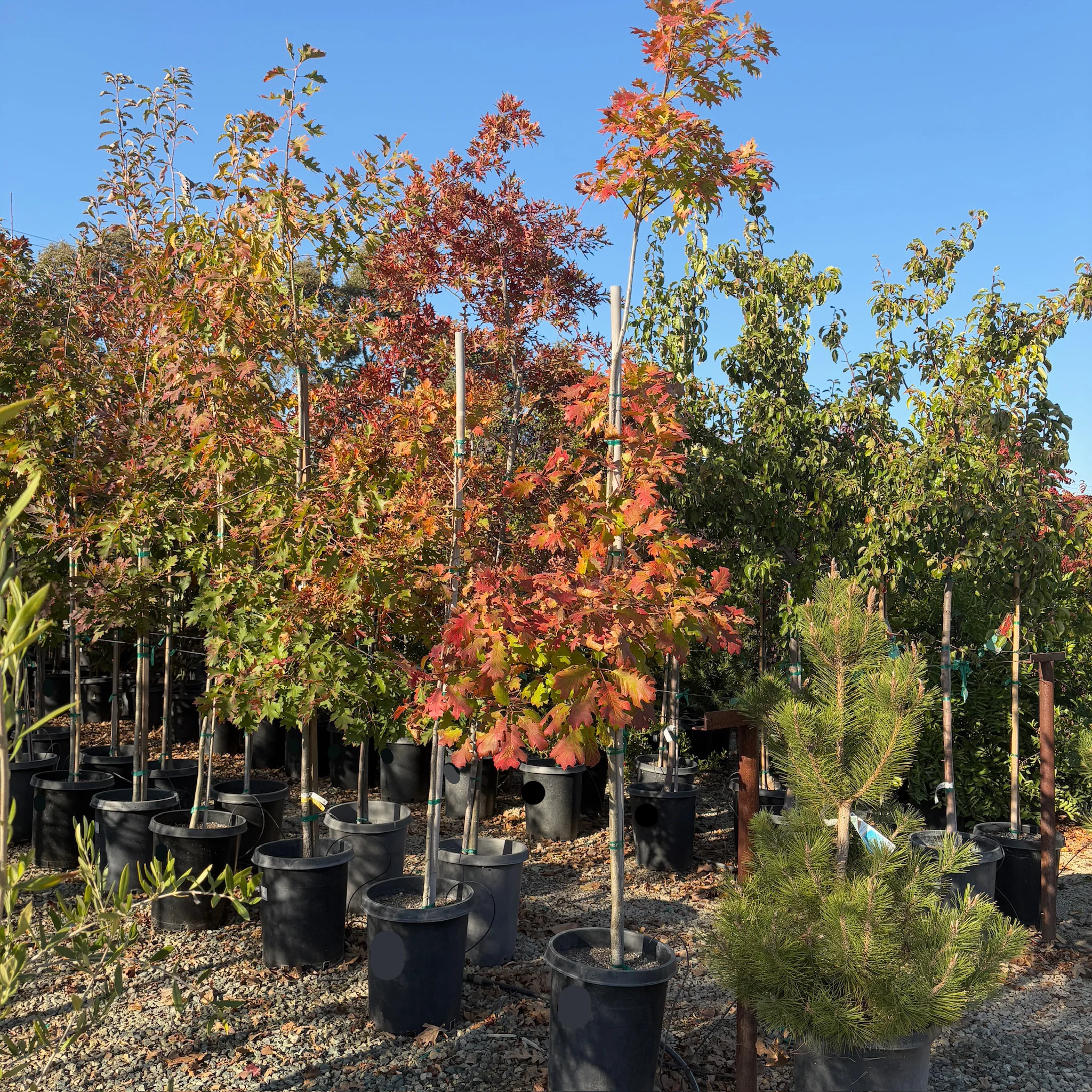Red Oak - Image 1