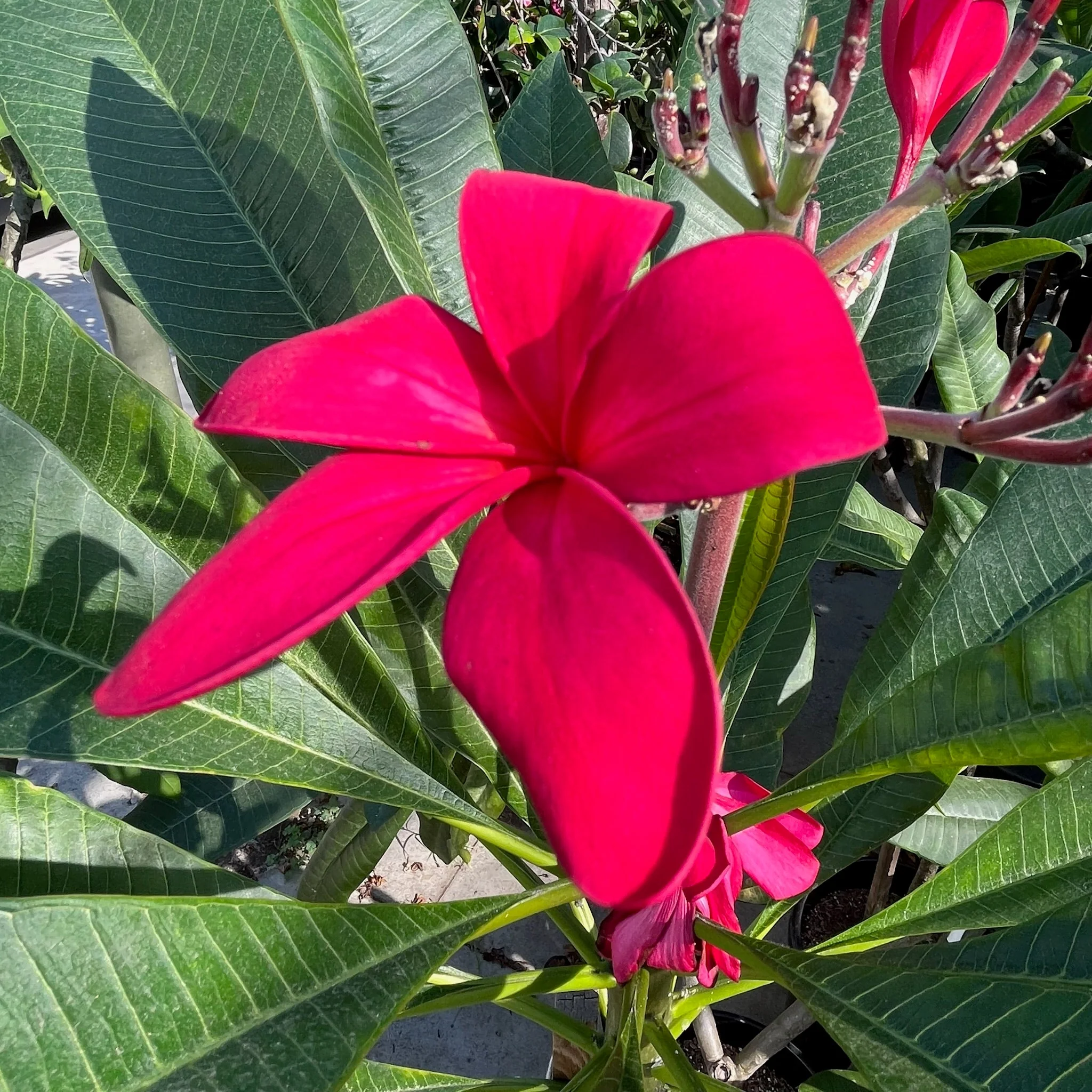 Red Plumeria - Image 1