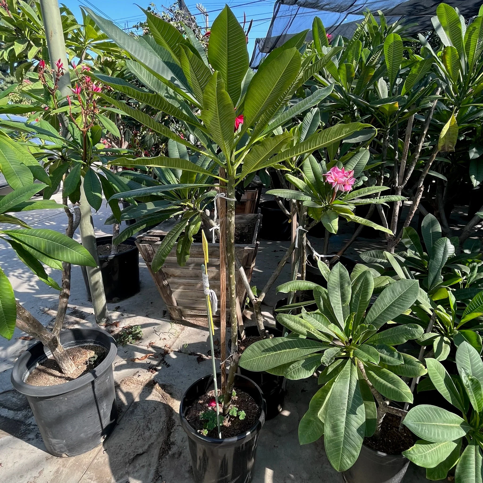 Red Plumeria - Image 2