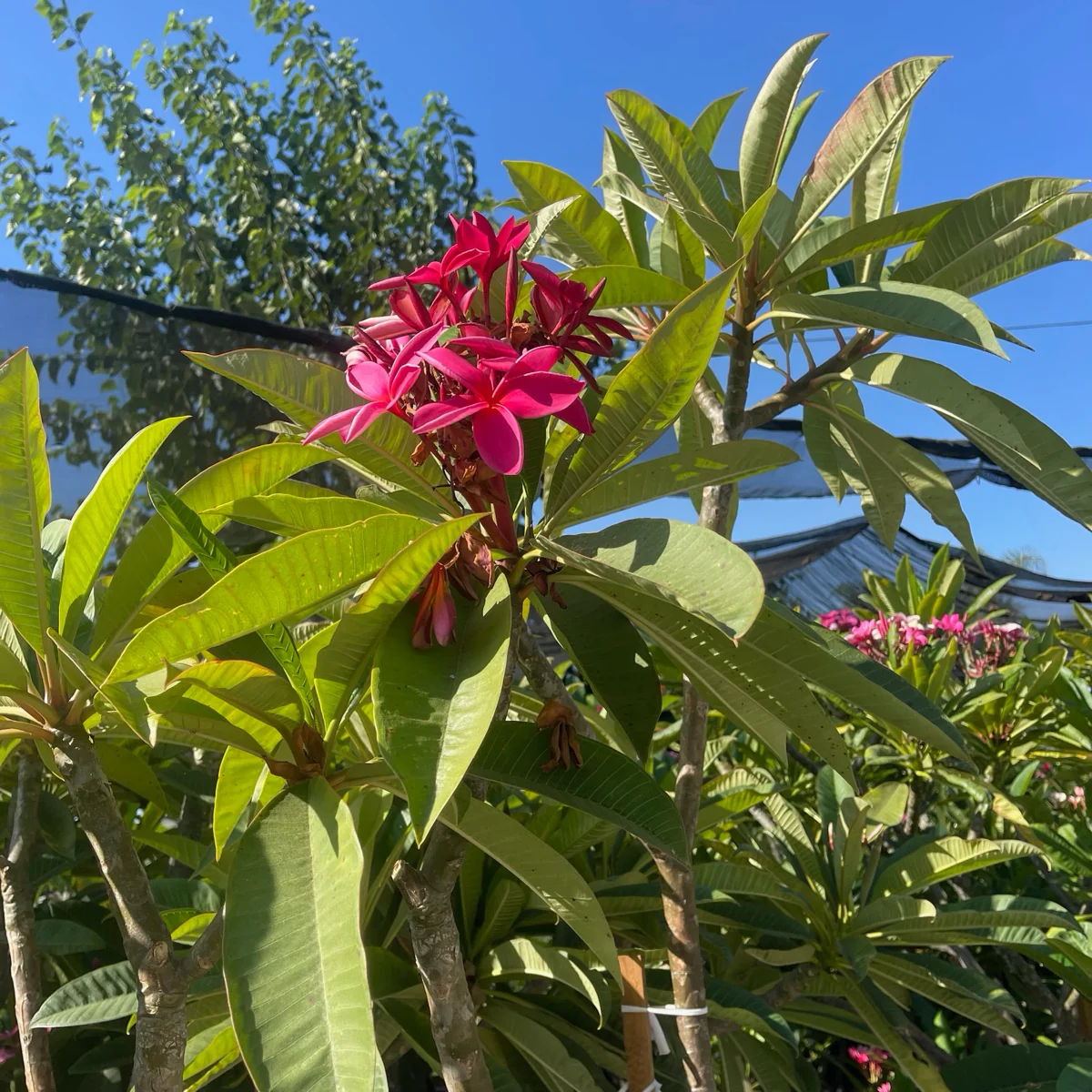 Red Plumeria - Image 3