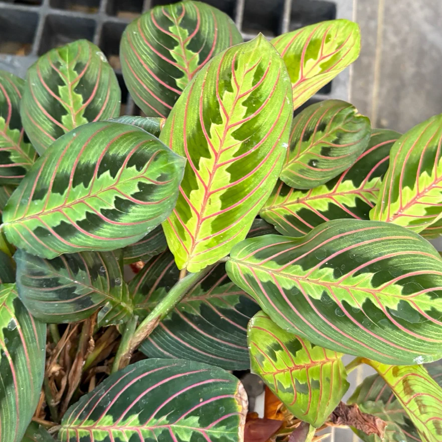 Red Prayer Plant - Image 1