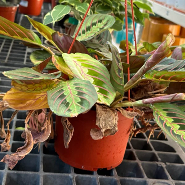 Red Prayer Plant - Image 2