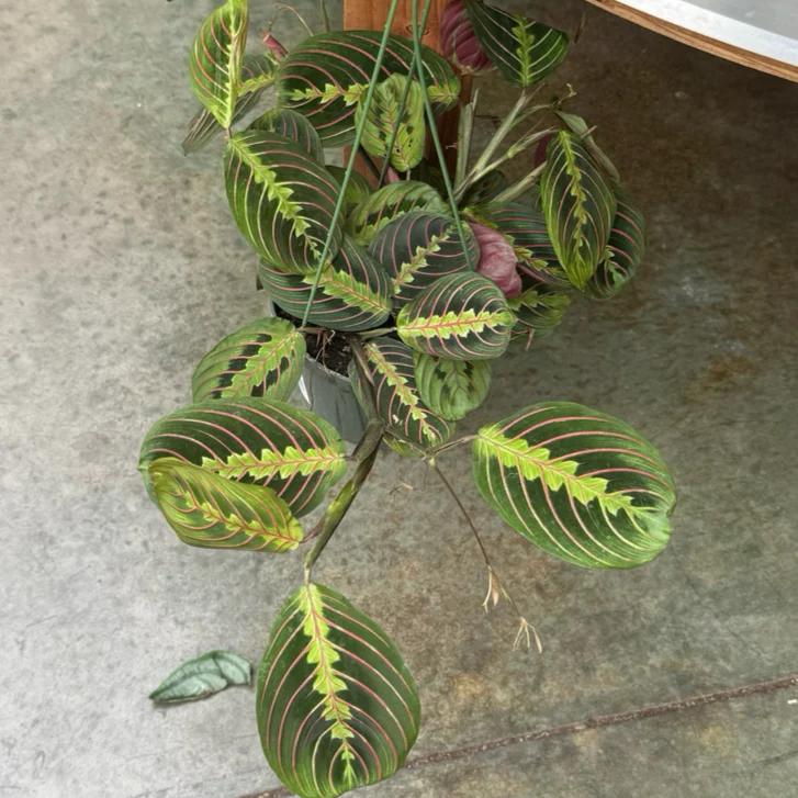 Red Prayer Plant - Image 3