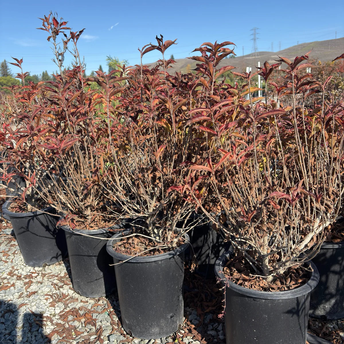 Red Prince Weigela - Image 3