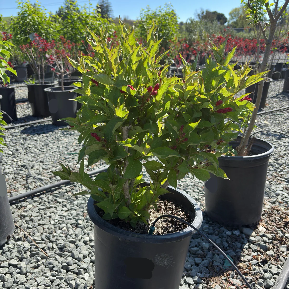 Red Prince Weigela - Image 2